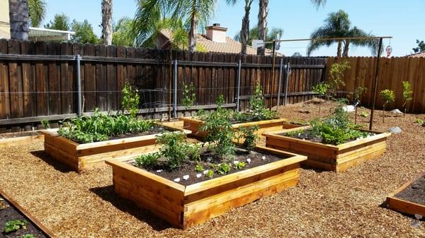 Vegetable Garden with Premium Citrus Chips Surrounding