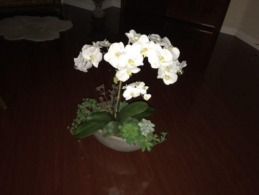 Thank-You Phil & Pam for design this beautiful Orchid, at a very good price ~ $250.