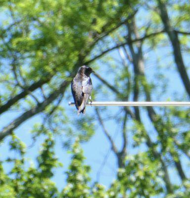 Purple martin surveying the pond