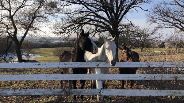 The horses in the one of the MASSIVE pastures