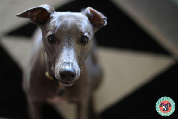 This is Maus, just one of many furry clients at Rio Pet Hostel