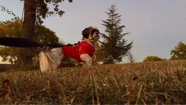 My dog looking far away for a friend dog