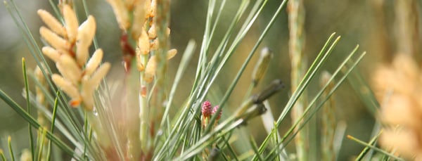 Beautiful, rare, super cool plants!