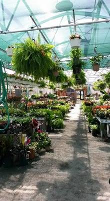 houseplants, hanging baskets, tropical plants