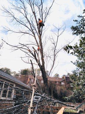 Tree removal in moutainBrook