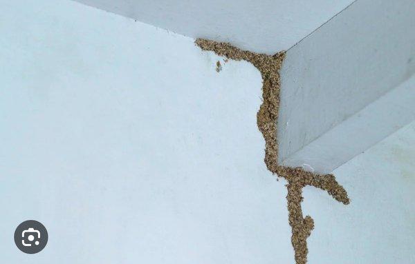 This is a good indication you have subterranean termites