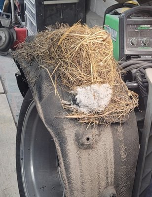 We took apart the rear quarter on a car and when we removed the wheel well liner, on top of it was a mouse nest.