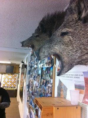 Wild Boar on the wall at Bow N Arrow