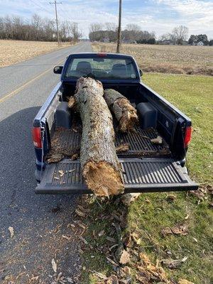 Doing a little tree work