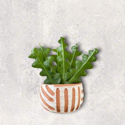 Fishbone Cactus in Local Pottery by Plant Vessel -avail. instore + online delivery