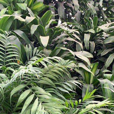 Large plants, small plants, we have them all. Don't see what you want? Call/Txt & we can deliver