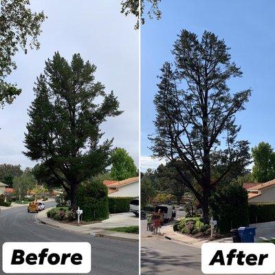 Before and after pine tree photo