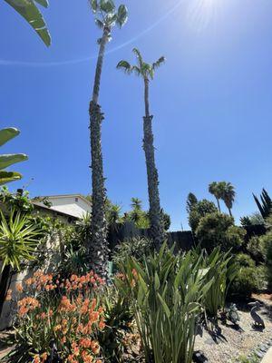 Palm trimming