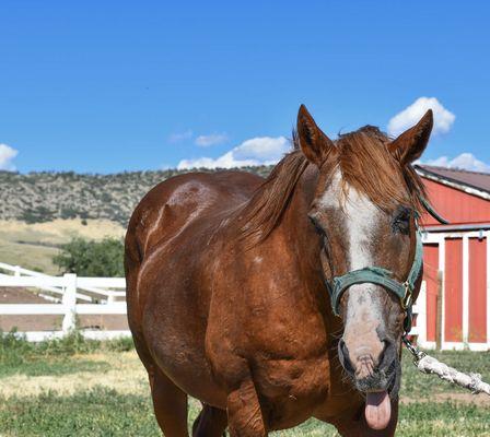 Horseback Riding, Horse Camp, trail riding, pony rides