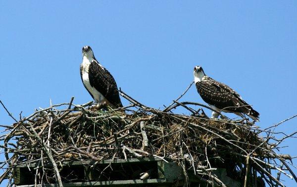 We have several Osprey here.