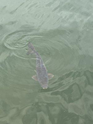 The lake is always stocked for people that enjoy fishing.