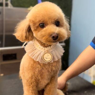 Gigi the toy poodle looking cute as a button after her groom with Marlin