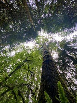 Insanely tall trees and tons of ferns on this wild trail!! So awesome!