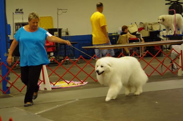 J & R Rancho Great Pyrenees