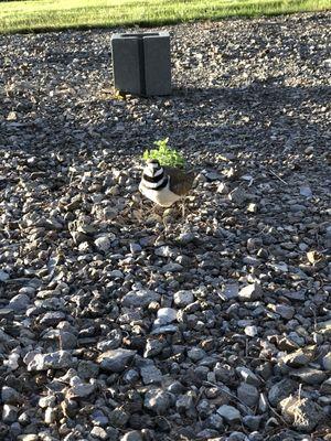 Lots of birds here! This mama decided to lay her eggs right in the gravel!