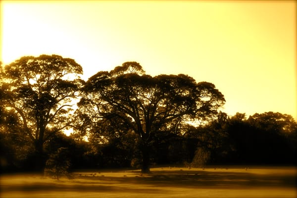 An Oak that I pruned