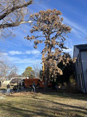 Dead pine removal