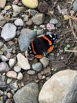 A little bit of nature at the dog park