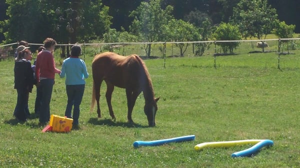 An equine-assisted team building session with a group of pre-school teachers.