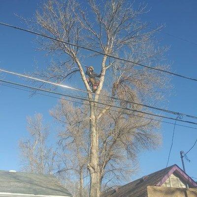 Enjoying the view on this tree being removed over two roofs