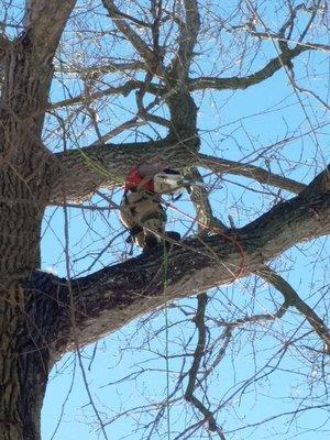 Tree Master