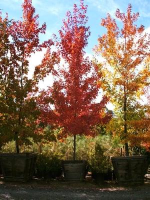 Don't want to wait? We stock large box trees that are already established and ready to be planted in your yard!