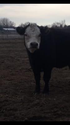 Sparkle the cow loves our petsits!