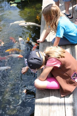 Pond Koi in Lebanon PA