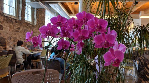 Always lovely orchids on the tables.