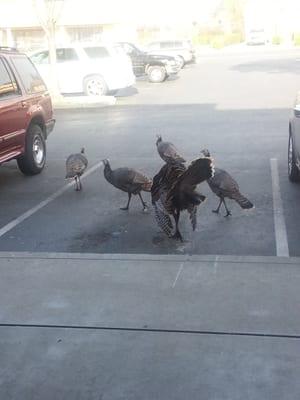 Turkeys in wc