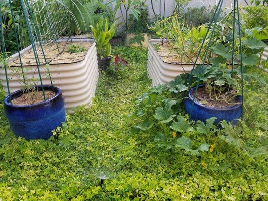 sprinkler spray on the peanut and pumpkin leaves