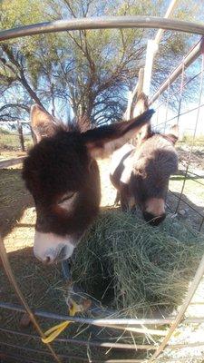 The students love Kino's two miniature donkeys.