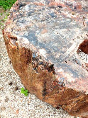 Petrified wood