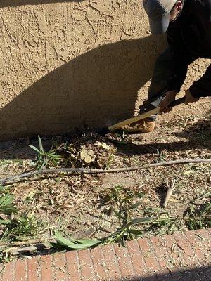 Oleander Removal