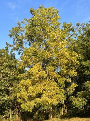 Whispering Pines Family Campground