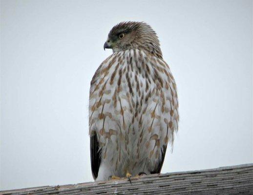 This awesome bird showed up in our backyard.