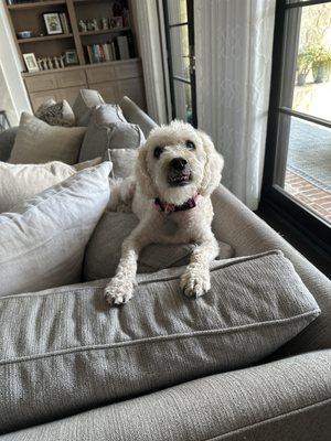 Emma was spoiled rotten today with an oatmeal bath, blow and brush out.