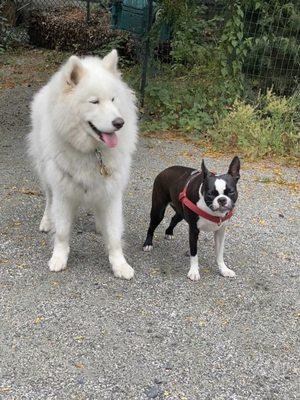 A very happy pair of dogs at the park.