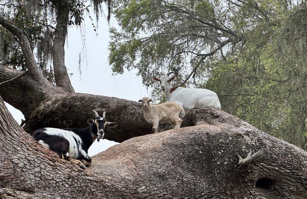 Happy goats