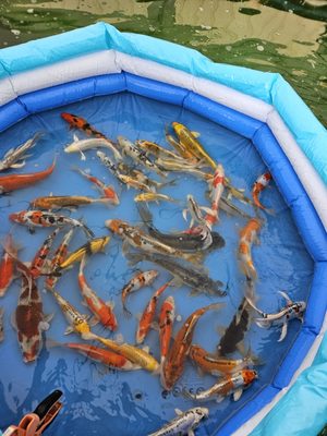 Hanover Koi Farms