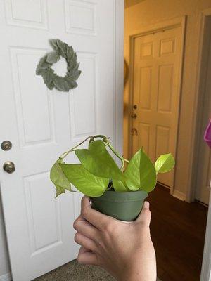 neon pothos day of purchase (june 10)