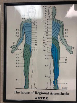 Chart of spine