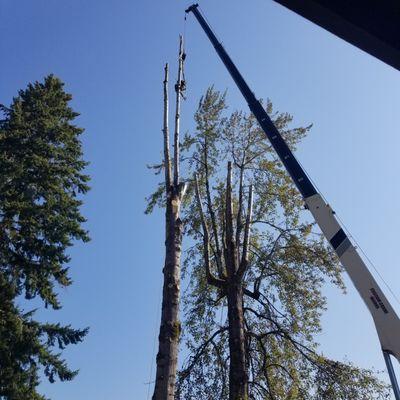 Hazardous cottonwood removal with assistance from a crane