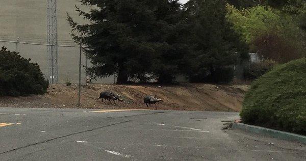 Whoa~FOUR wild turkeys:  Happy Turkey Lurkey!