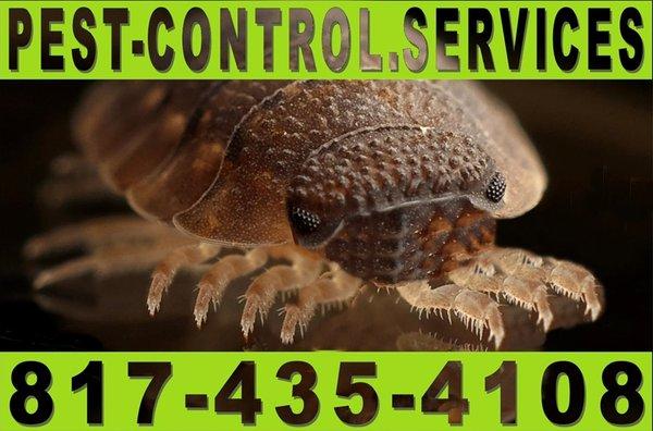 Pest Control Services Arlington, TX